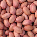 Groundnut