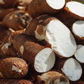 Cassava