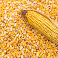Maize